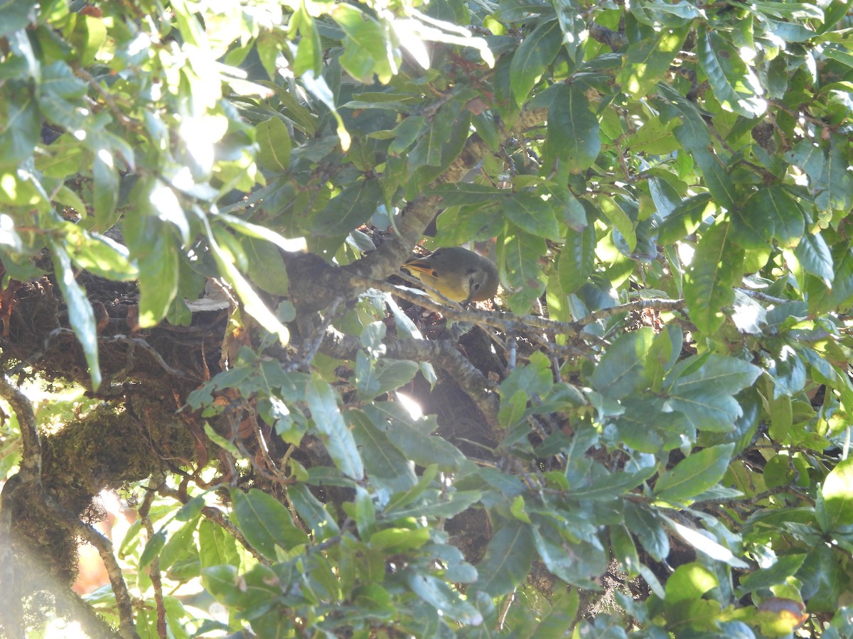Chestnut-tailed Minla - ML644066859
