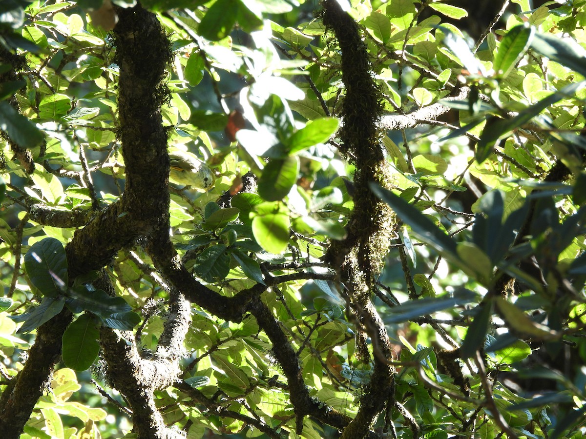Chestnut-tailed Minla - ML644066860