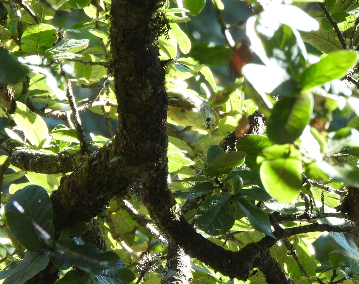 Chestnut-tailed Minla - ML644066862
