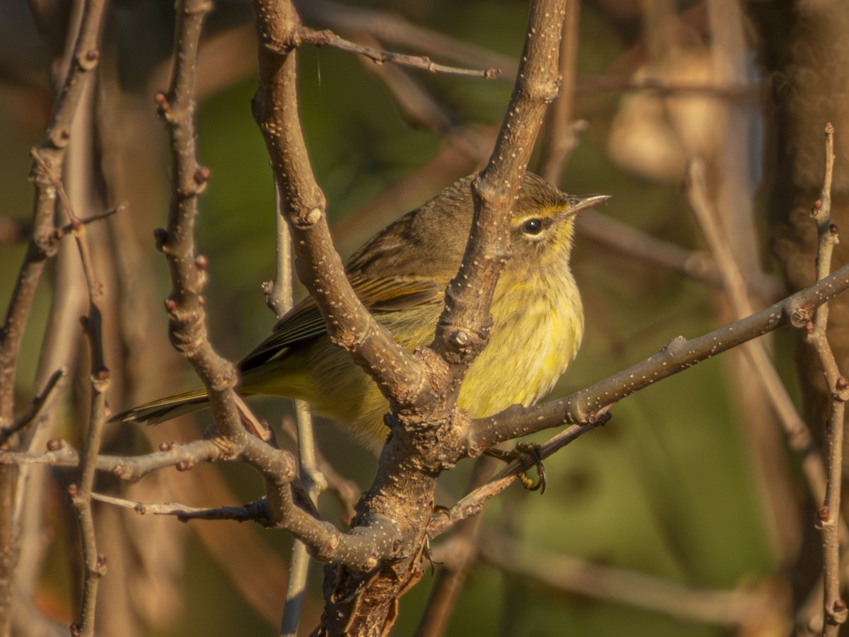 Palm Warbler - ML644066869