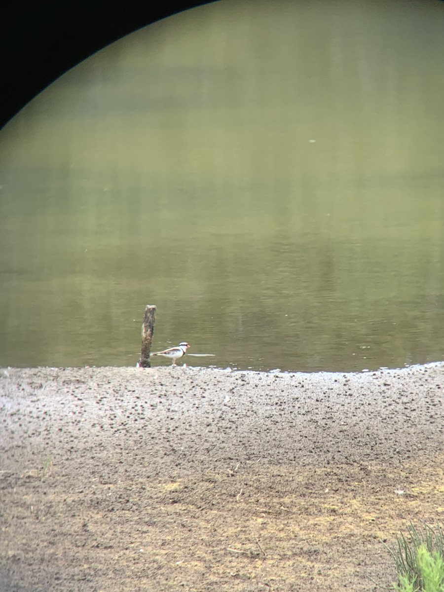 Black-fronted Dotterel - ML644066884
