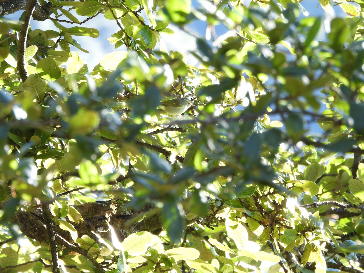 Blyth's Leaf Warbler - ML644066891