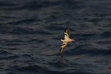 Bonin Petrel - ML644066893