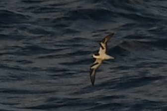 Bonin Petrel - ML644066894