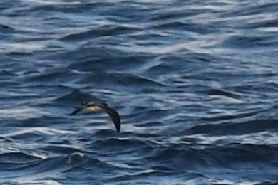 Bonin Petrel - ML644066896