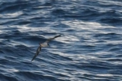 Bonin Petrel - ML644066897