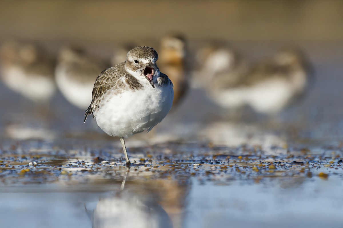 Red-breasted Dotterel (Southern) - ML644066915