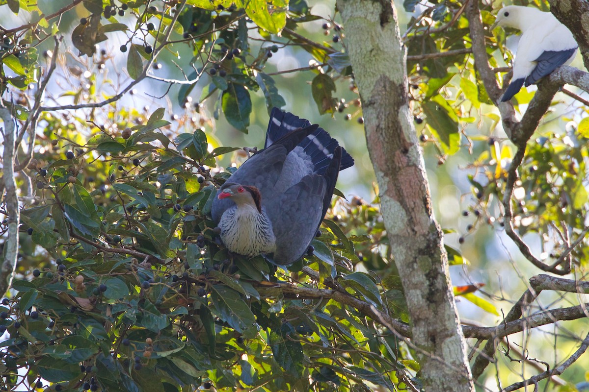 parykkdue - ML644066922