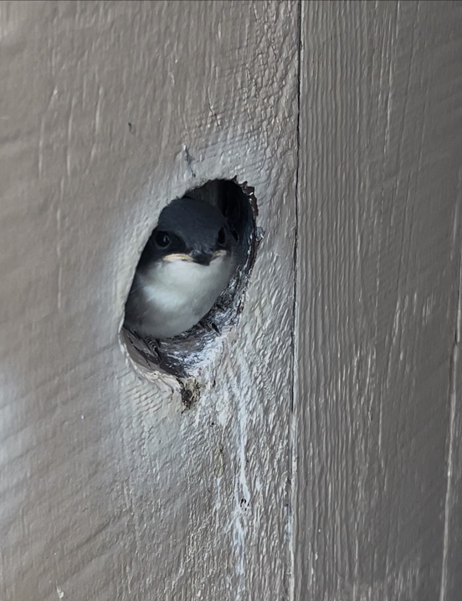 Tree Swallow - ML644066923