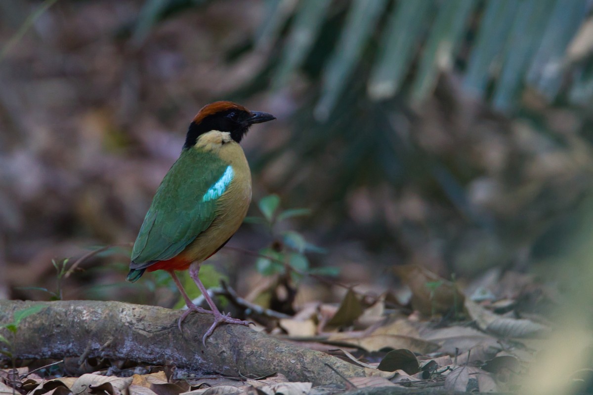 Noisy Pitta - ML644066924