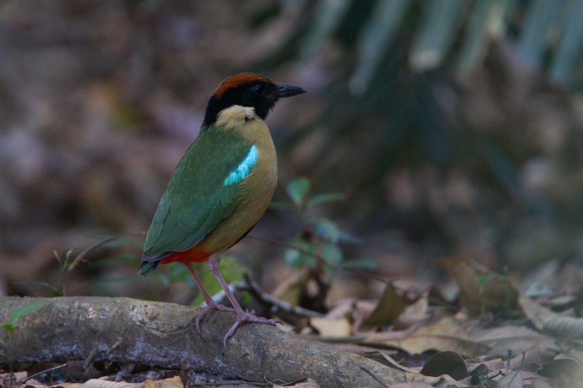 Noisy Pitta - ML644066925