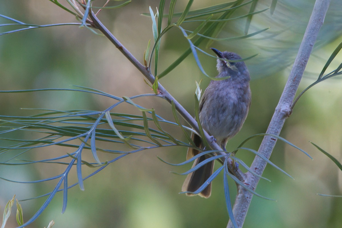 Yellow-faced Honeyeater - ML644066929