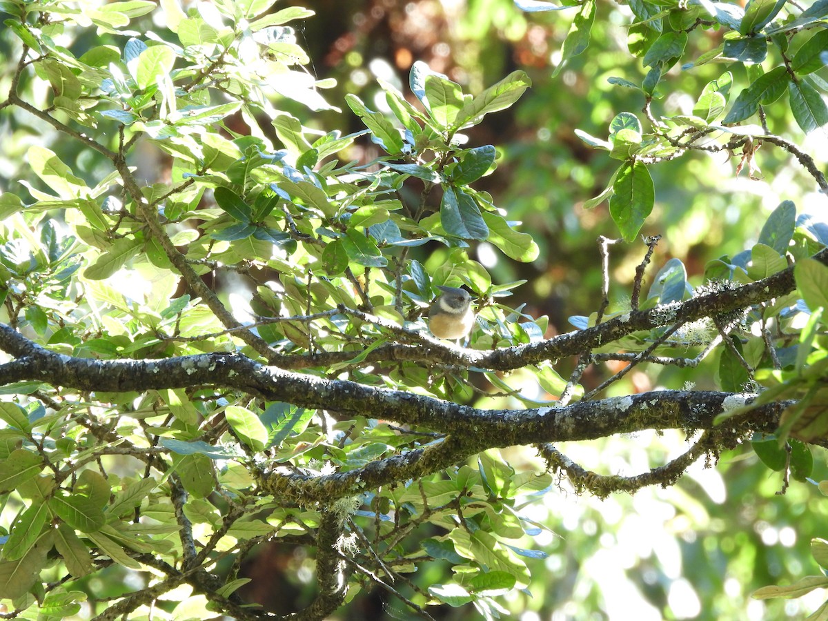 Gray-crested Tit - ML644066935