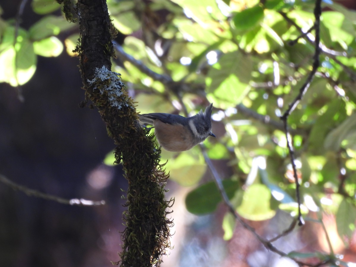 Gray-crested Tit - ML644066936