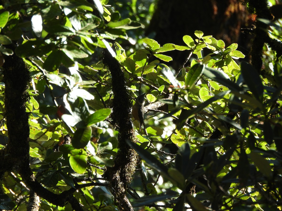 Gray-crested Tit - ML644066937