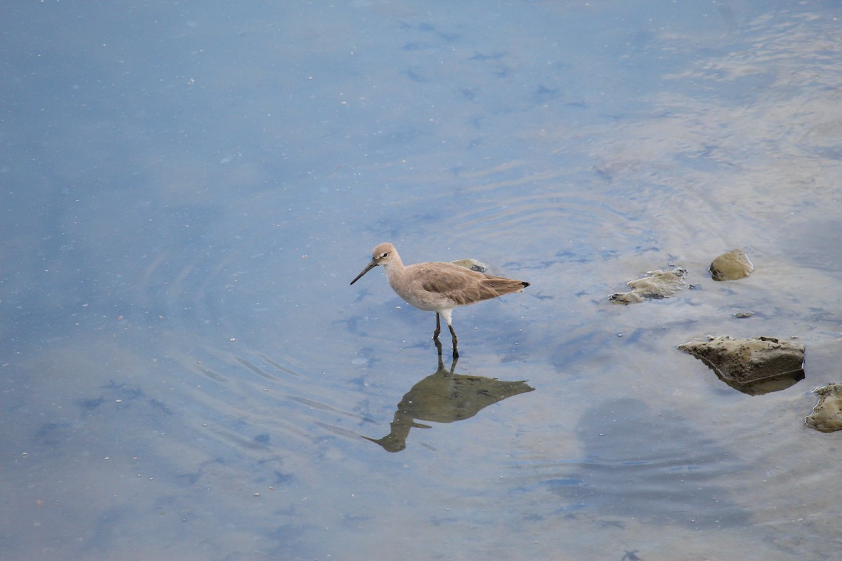 Willet - ML644066941