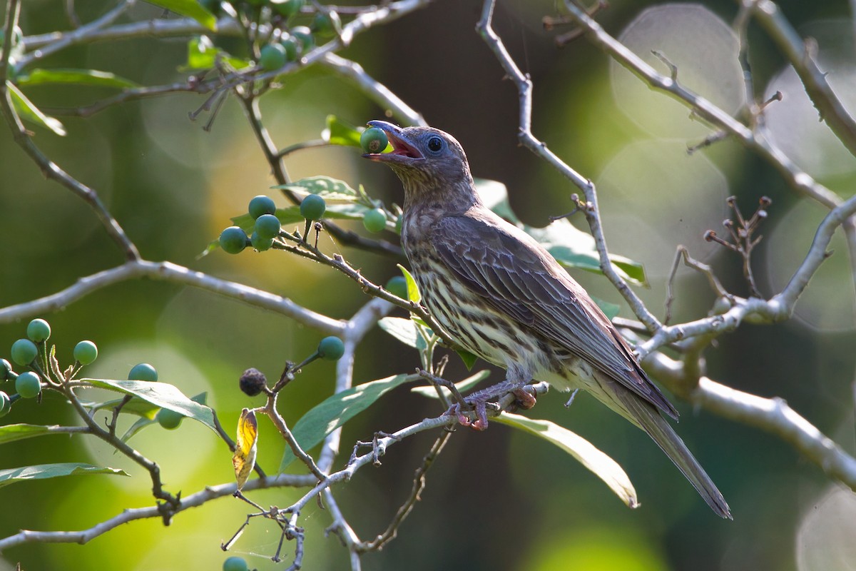 Australasian Figbird - ML644066947