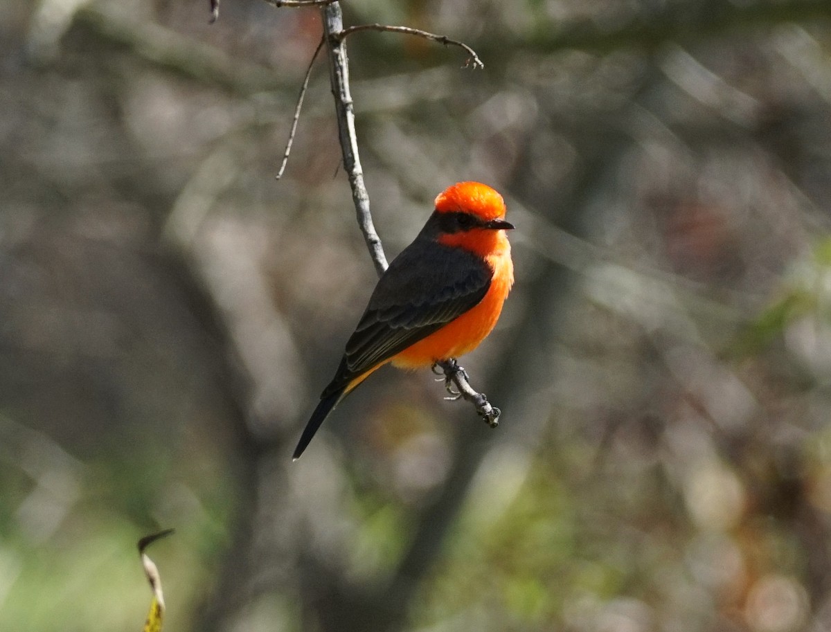 Vermilion Flycatcher - ML644066951