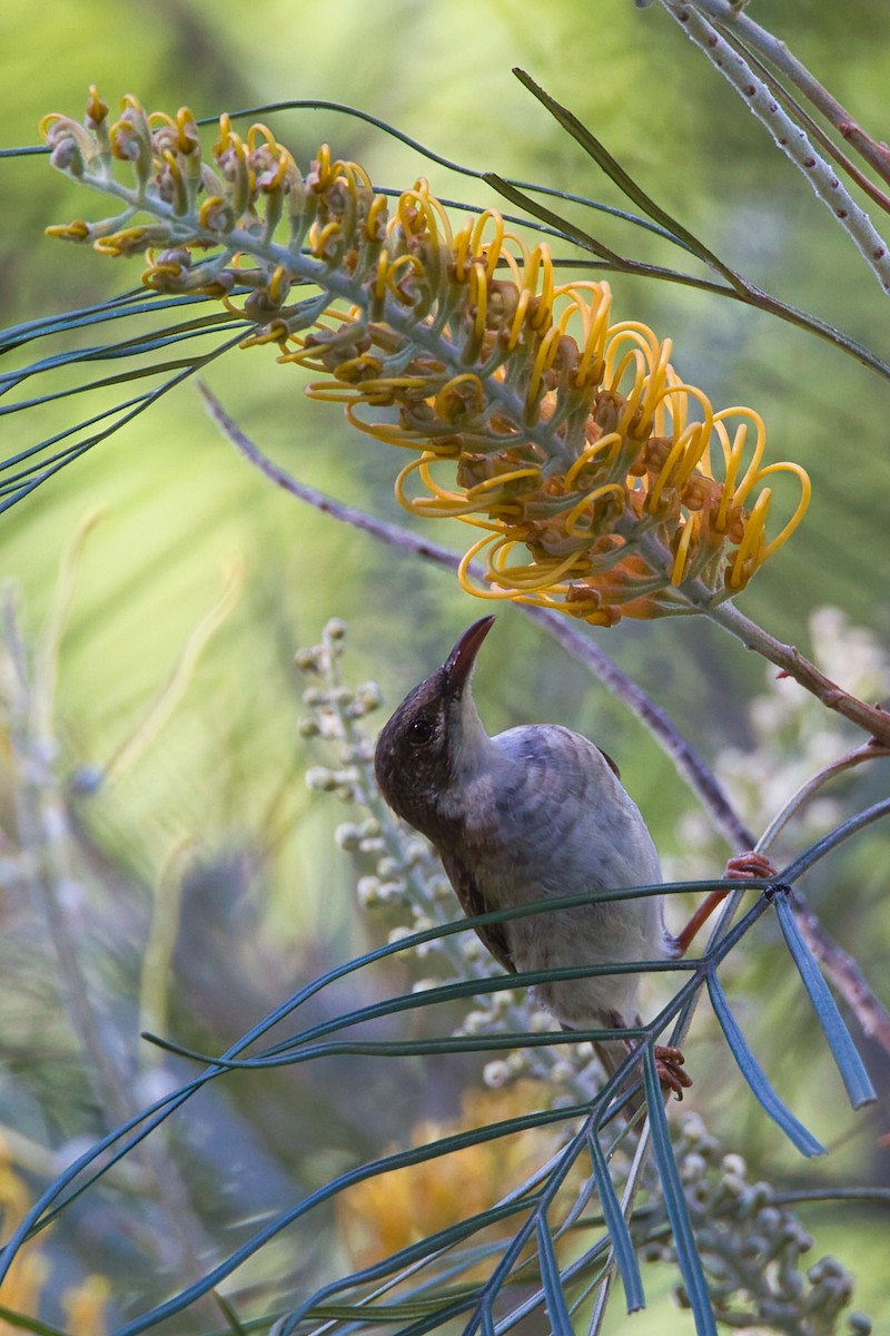 Brown-backed Honeyeater - ML644066962