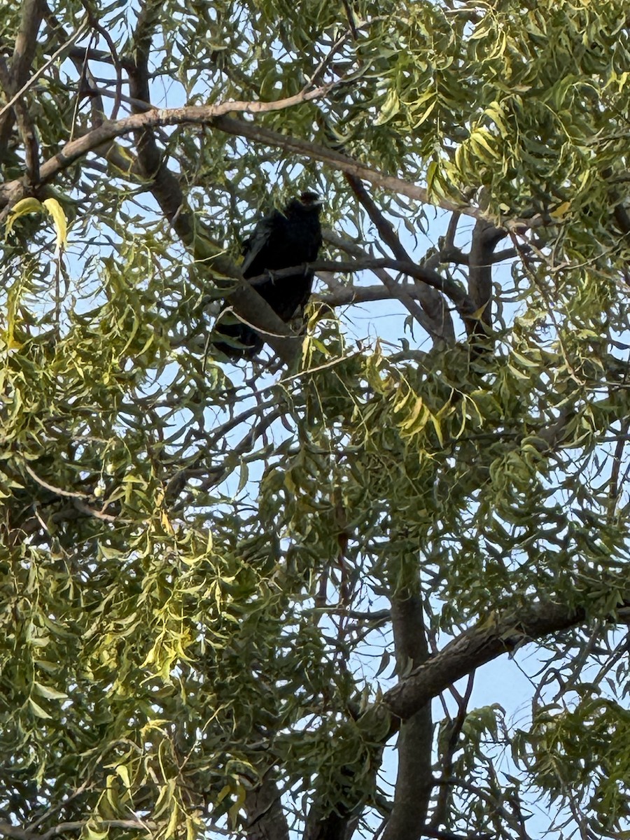 Asian Koel - ML644066970