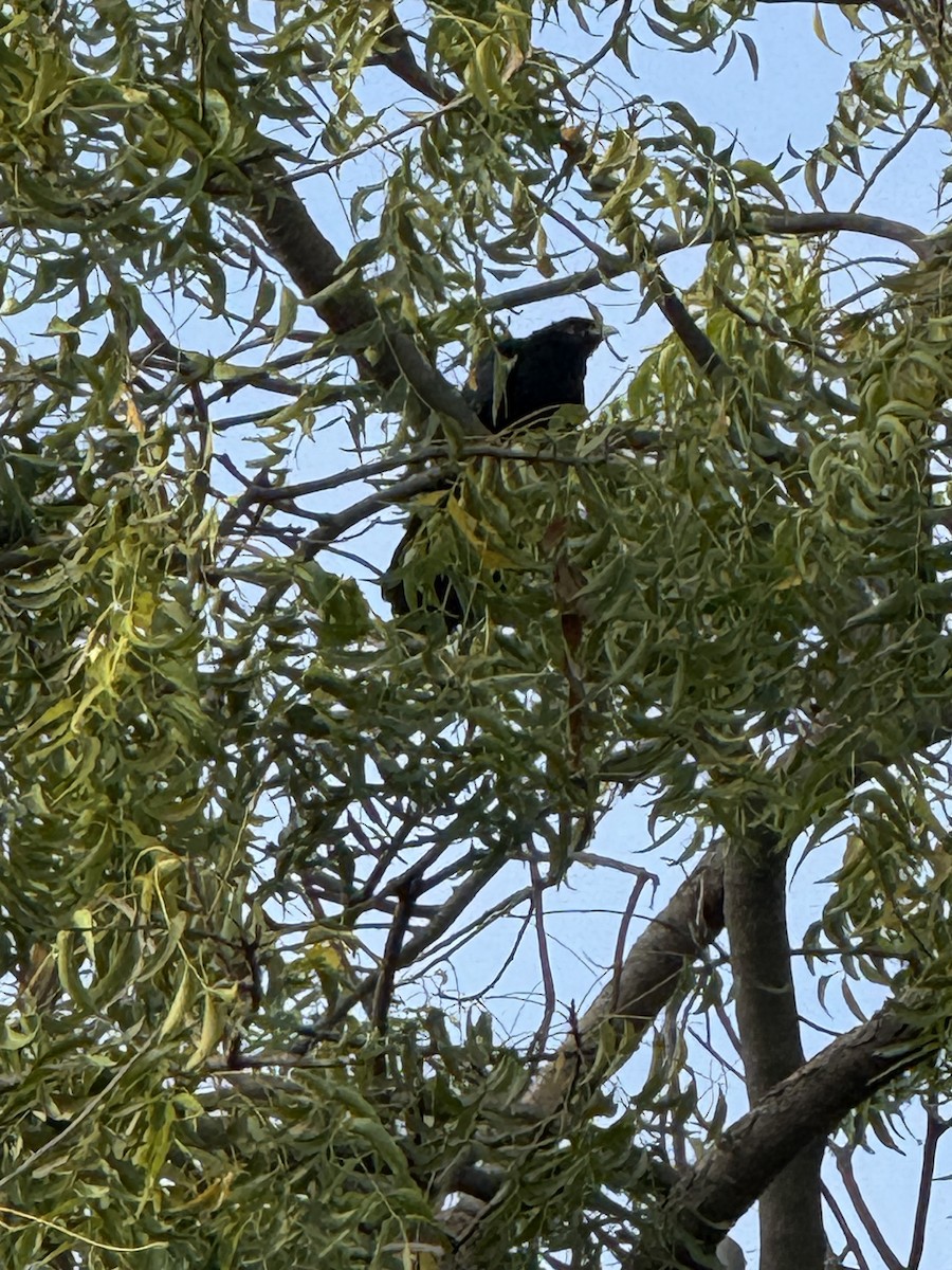 Asian Koel - ML644066971