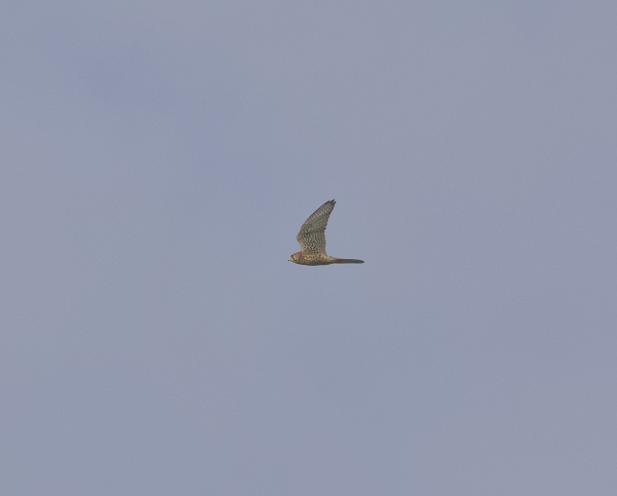 Eurasian Kestrel - ML644066979