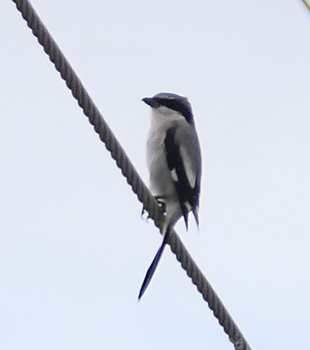 Loggerhead Shrike - ML644066994