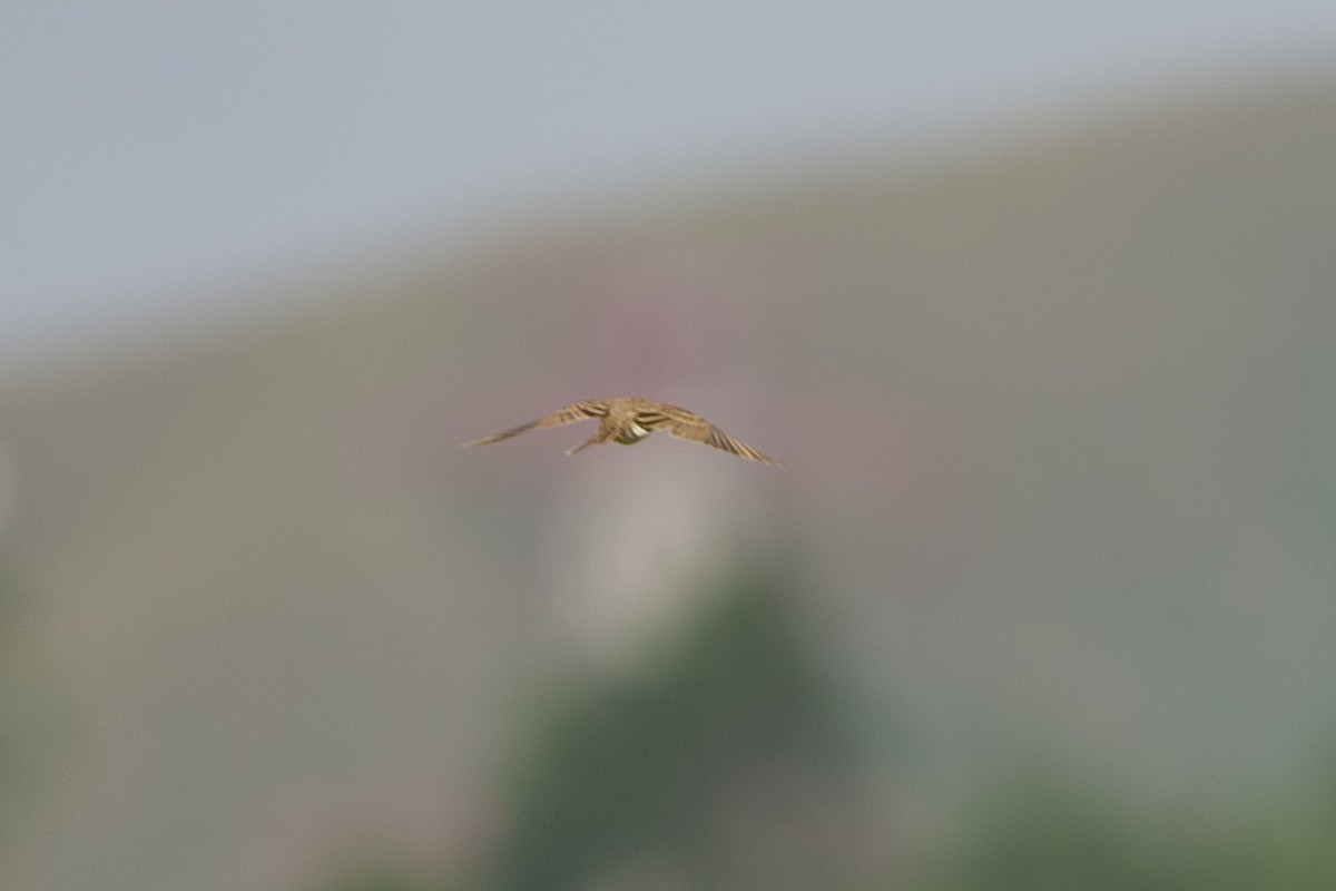 Eurasian Skylark - ML644066998