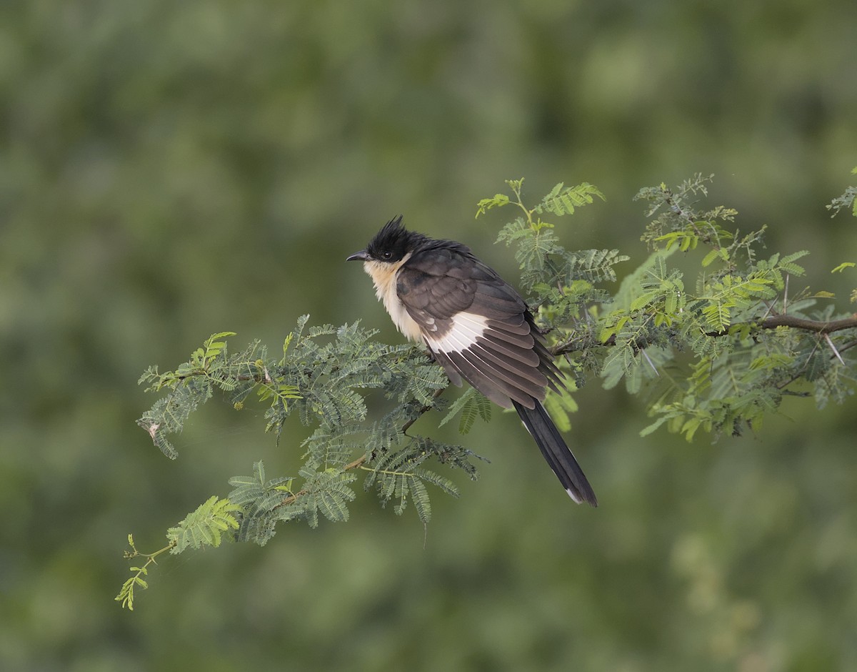 Pied Cuckoo - ML644066999