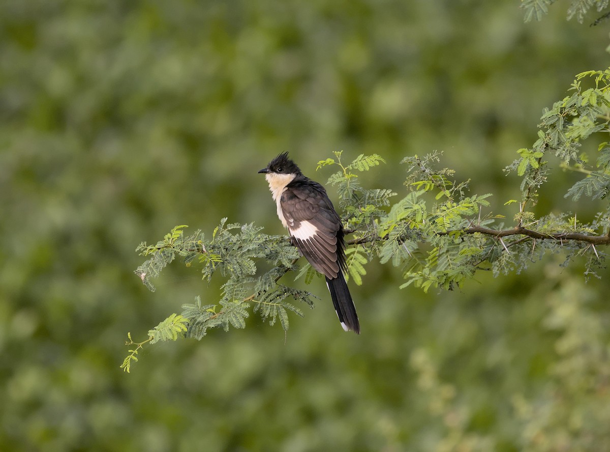 Pied Cuckoo - ML644067000