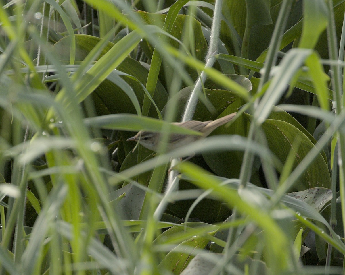 Хээрийн охил бялзуухай - ML644067007