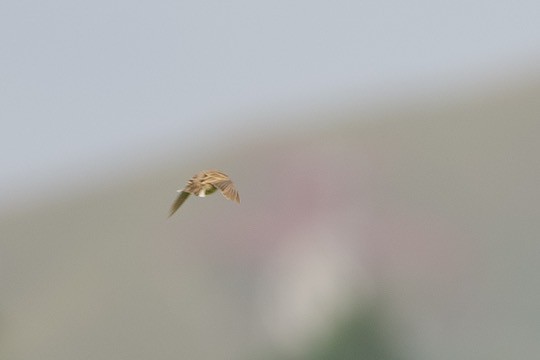 Eurasian Skylark - ML644067009