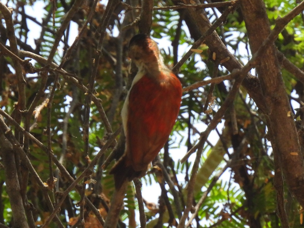 Scarlet-backed Woodpecker - ML644067018
