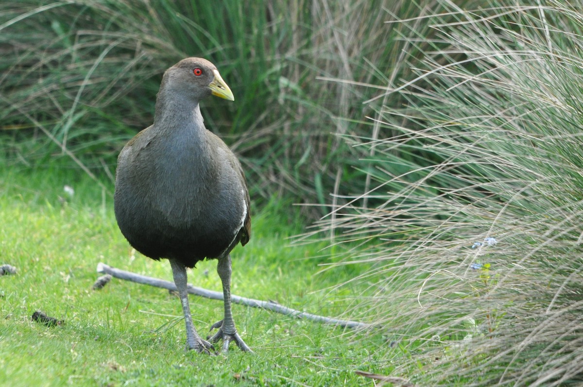 Tasmanian Nativehen - ML644067033