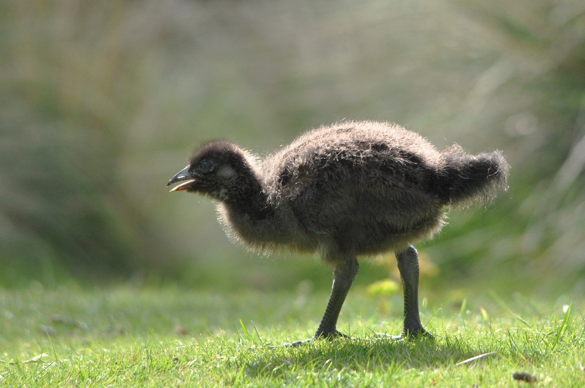 Tasmanian Nativehen - ML644067036