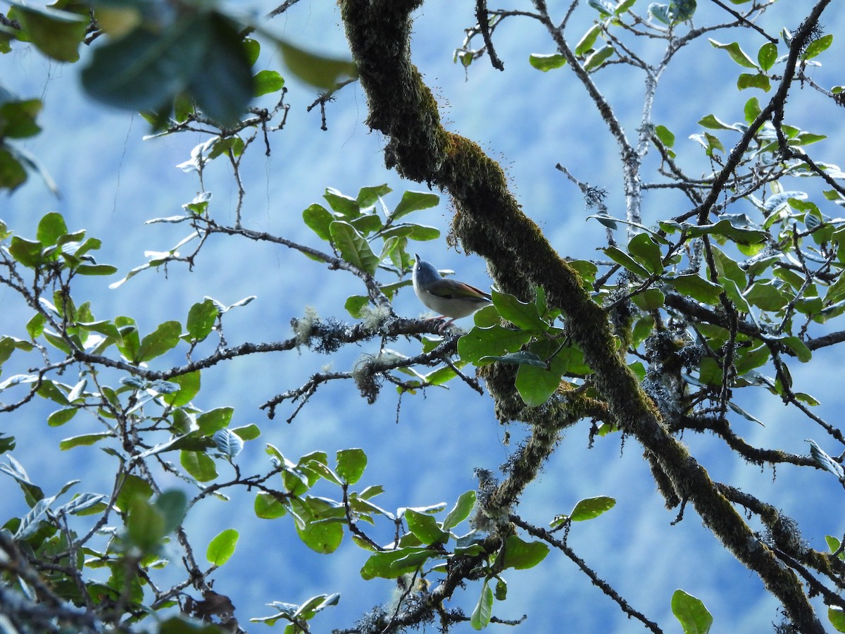 White-browed Shrike-Babbler (Himalayan) - ML644067038