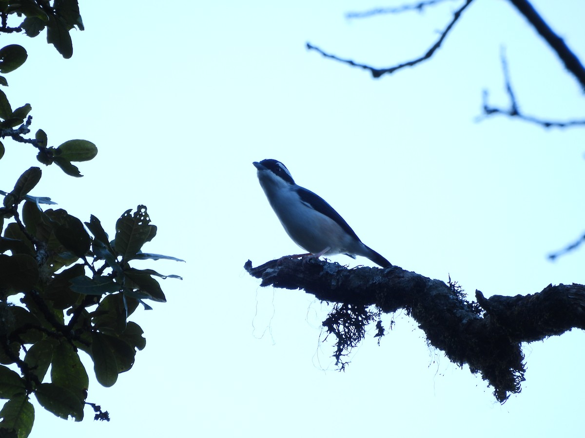 White-browed Shrike-Babbler (Himalayan) - ML644067039