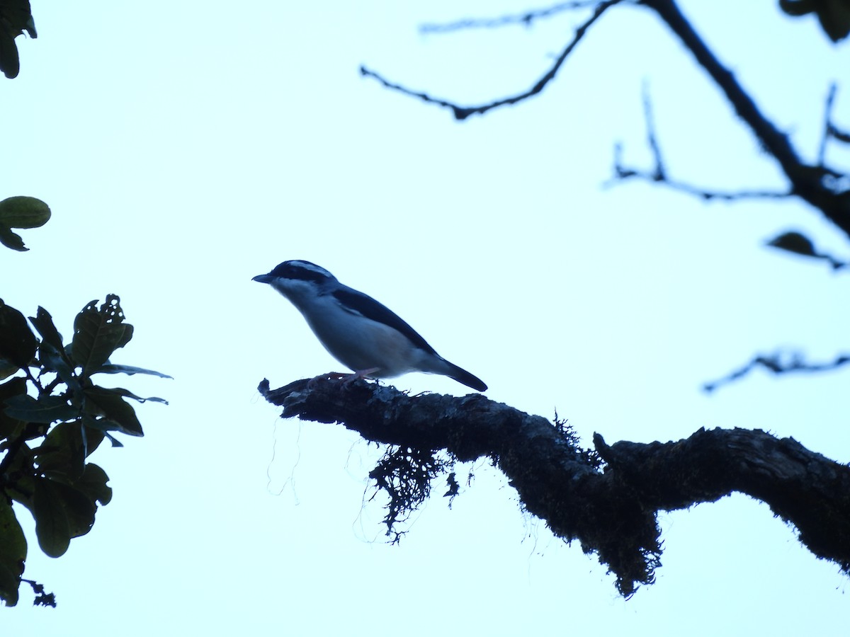 White-browed Shrike-Babbler (Himalayan) - ML644067040