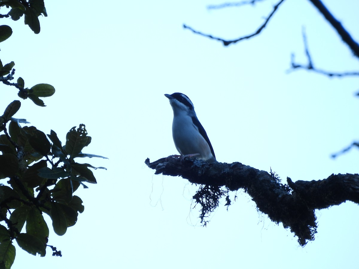 White-browed Shrike-Babbler (Himalayan) - ML644067041