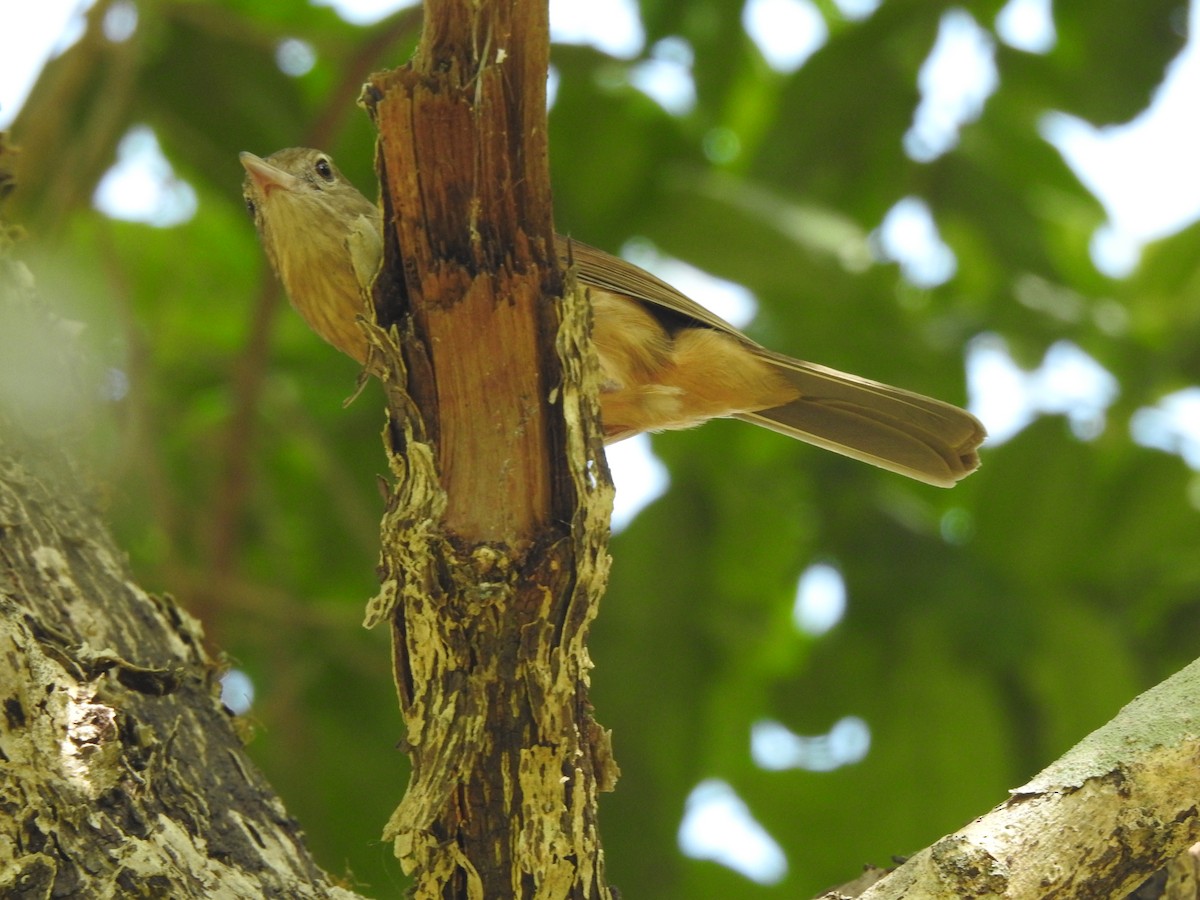 Little Shrikethrush (Rufous) - ML644067045