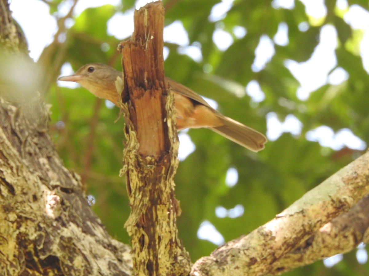 Little Shrikethrush (Rufous) - ML644067046