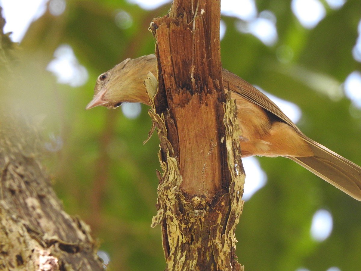 Little Shrikethrush (Rufous) - ML644067047