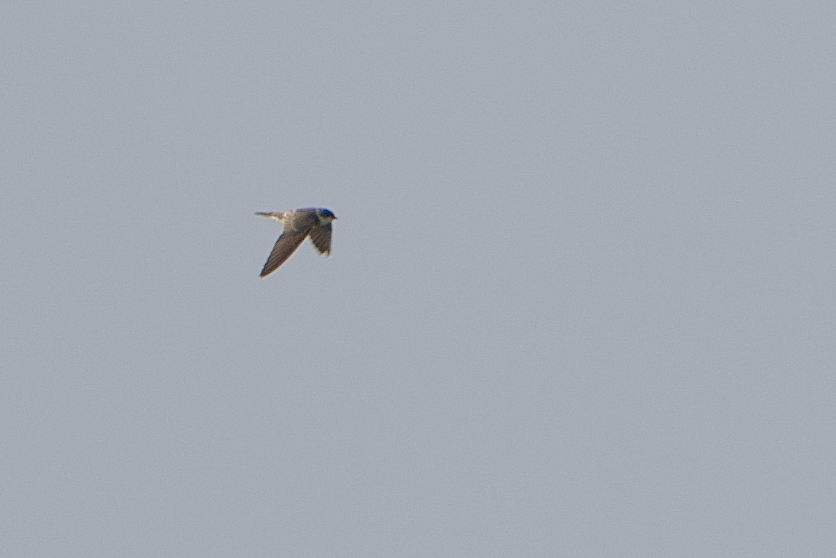 Bank Swallow - ML644067051