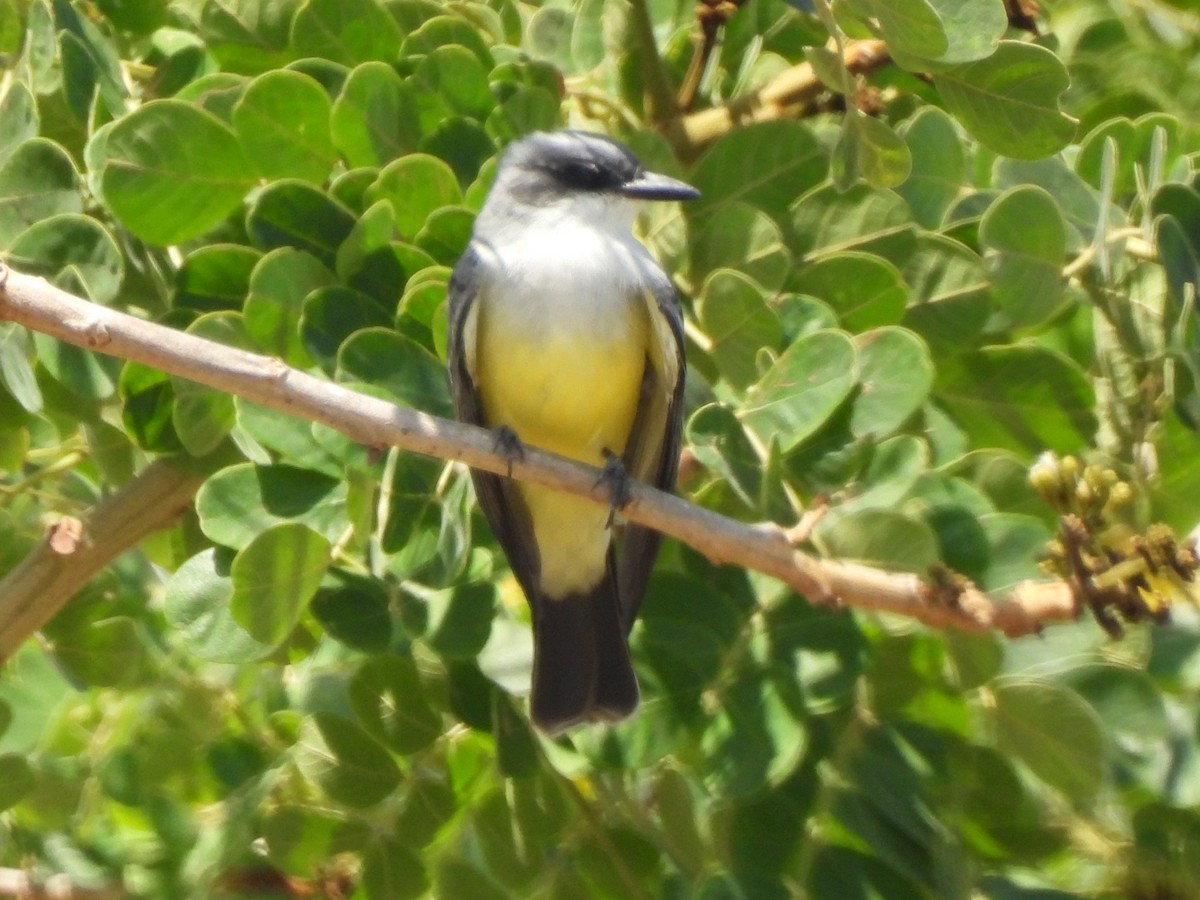 Snowy-throated Kingbird - ML644067053