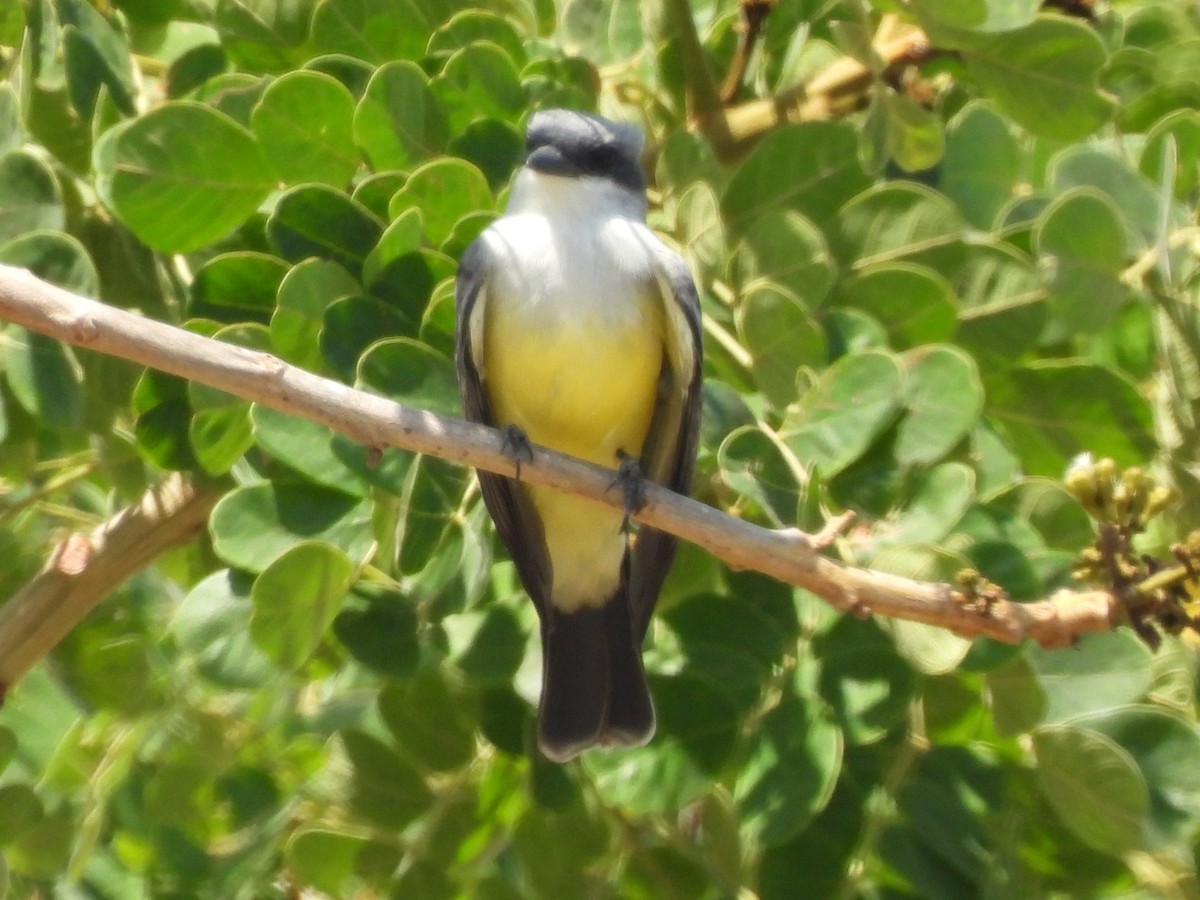 Snowy-throated Kingbird - ML644067054