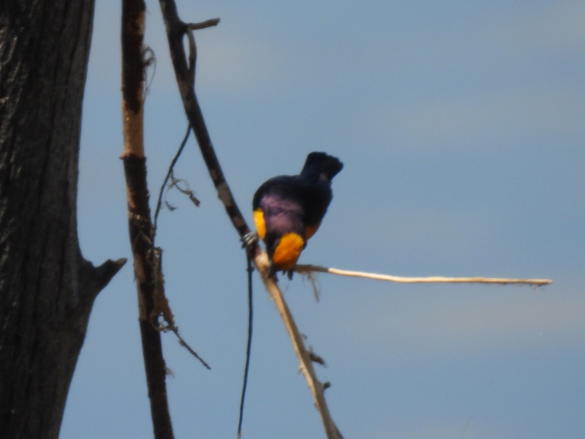 Orange-crowned Euphonia - ML644067076