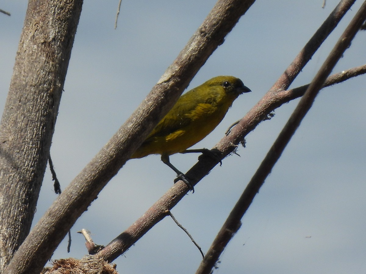 Orange-crowned Euphonia - ML644067077