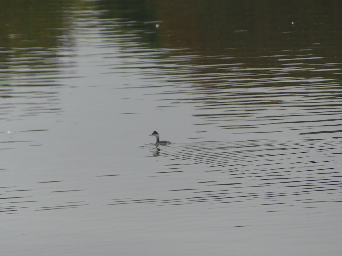 Eared Grebe - ML644067079