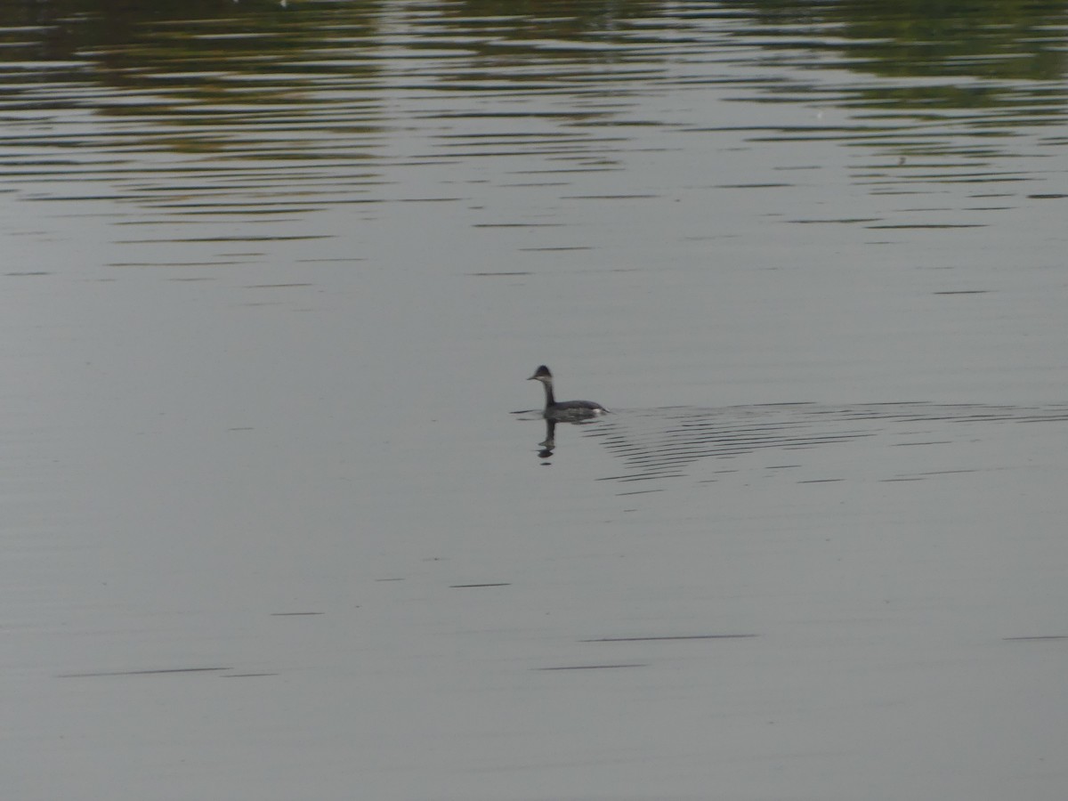 Eared Grebe - ML644067080