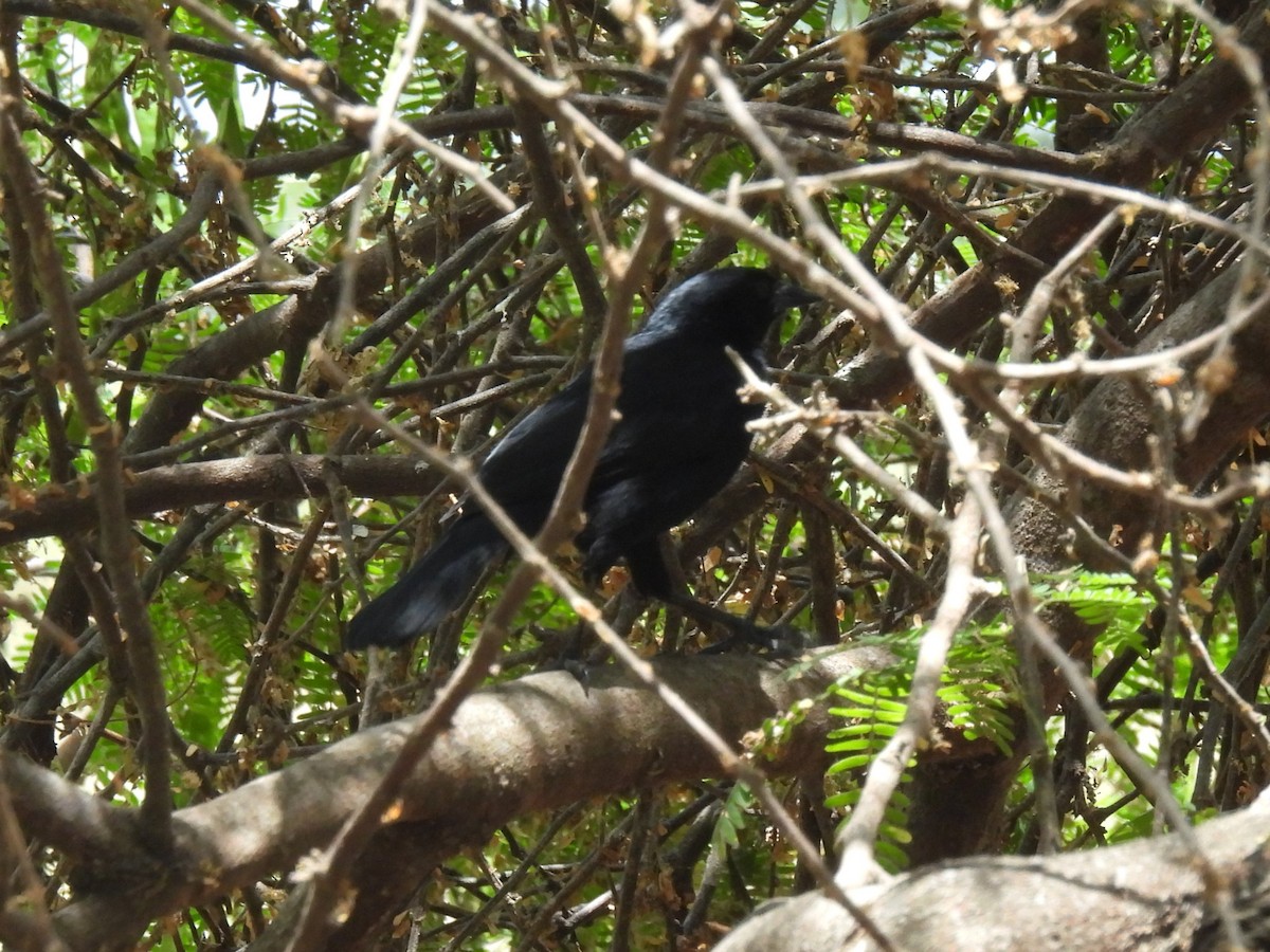 Scrub Blackbird - ML644067084